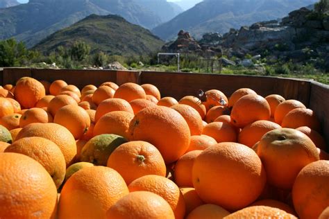 orange farm south africa